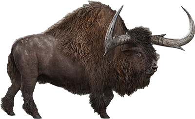 Bison